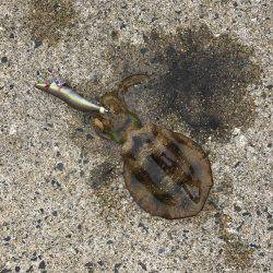 アオリイカ釣行 朝7時半から14時半まで。