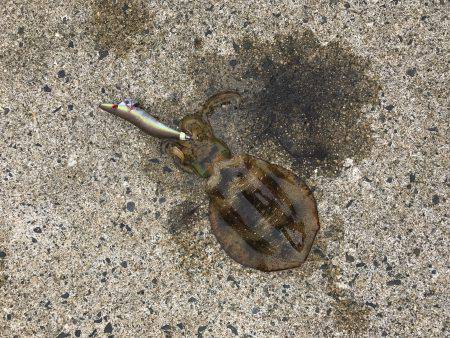 アオリイカ釣行 朝7時半から14時半まで。…