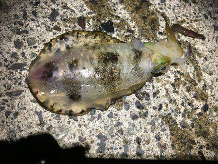 今シーズン初のヤエン