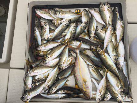 アジ、カンパチ