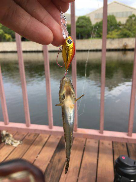 接待フィッシング