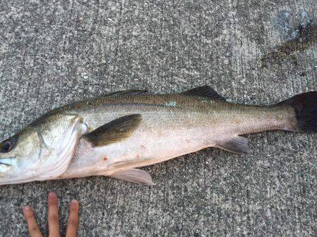 河口付近にて80cm越えシーバス 午後19…