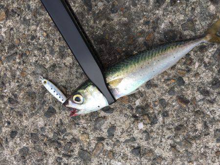 ライトゲーム遊び