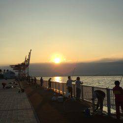 今シーズン初太刀魚