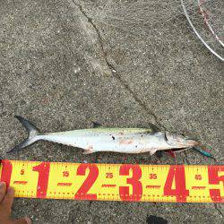 ポーアイ北公園でサゴシ×4、ダツ、タチウオ