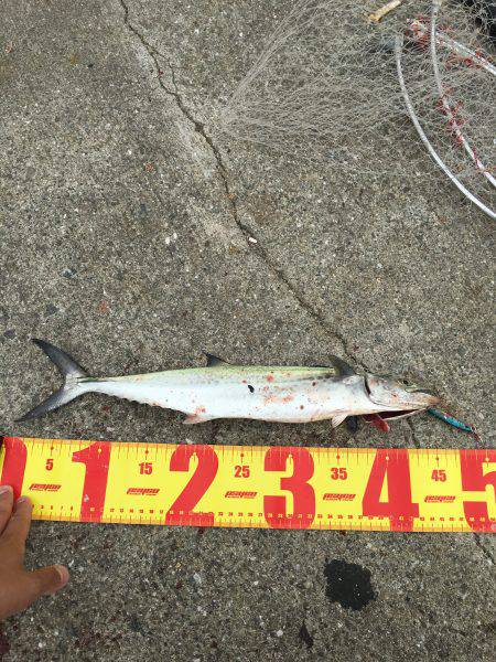 ポーアイ北公園でサゴシ×4、ダツ、タチウオ