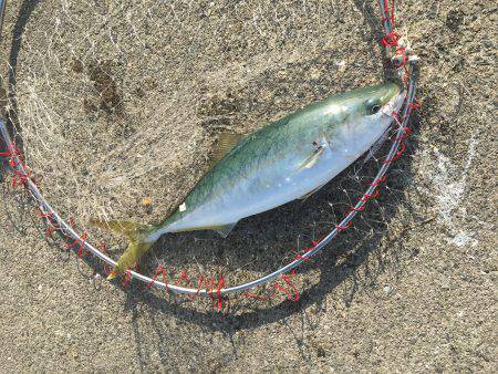 ポーアイ北公園でハマチ40センチ