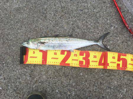 ポーアイ北公園、真昼間サクッと釣行でもサゴ…