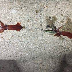 ダブルもあるよ！