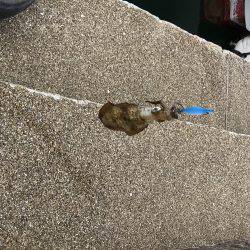 新子さんいらっしゃい♪