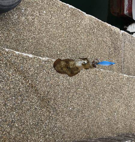 新子さんいらっしゃい♪