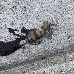 タチウオもアオリもダメでした