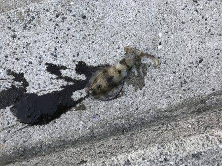 タチウオもアオリもダメでした