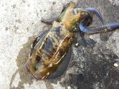 夕まずめエギング