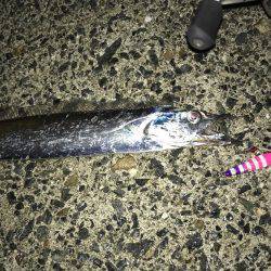 ハマチ・タチウオ