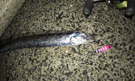 ハマチ・タチウオ