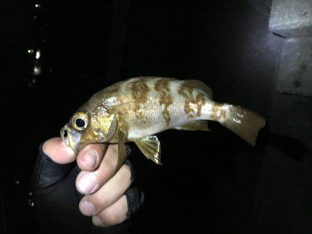 約1年ぶり 愛しの阿品