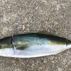 ハマチ・タチウオ