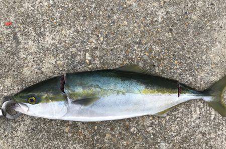 ハマチ・タチウオ