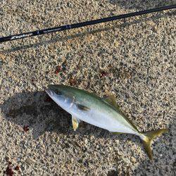 ハマチ・サゴシ・シーバス