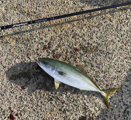 ハマチ・サゴシ・シーバス