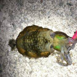 サイズ大きくなってきました