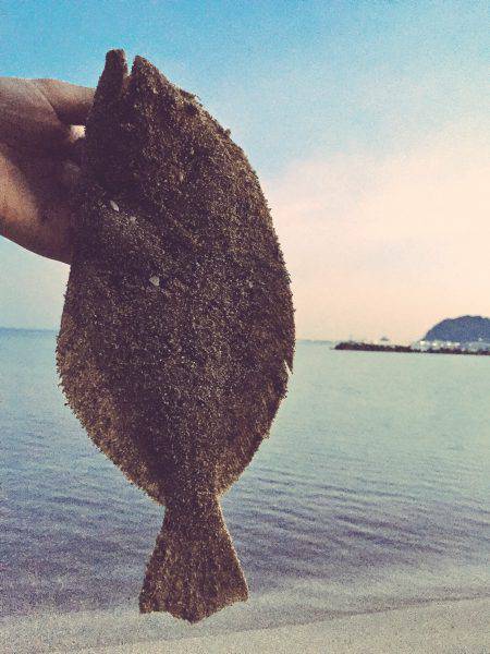 ヒラメ(サーフ)