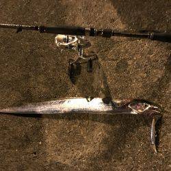 タチウオ時々エギング