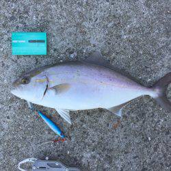 ショアジギング