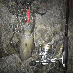 ナイトエギング