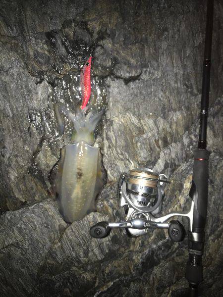 ナイトエギング