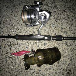 アオリ・タチウオ