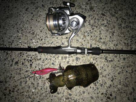 アオリ・タチウオ