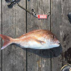ウチノ海イカダで驚愕の大物