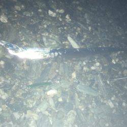 サーフ小神子でタチウオ