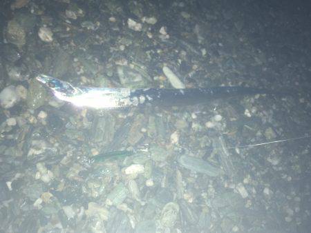 サーフ小神子でタチウオ