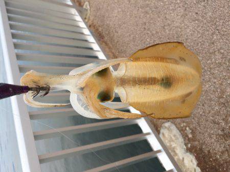 今年の初エギング！