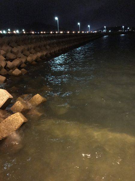 今夜も新子釣り