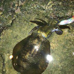 アオリイカ 新子