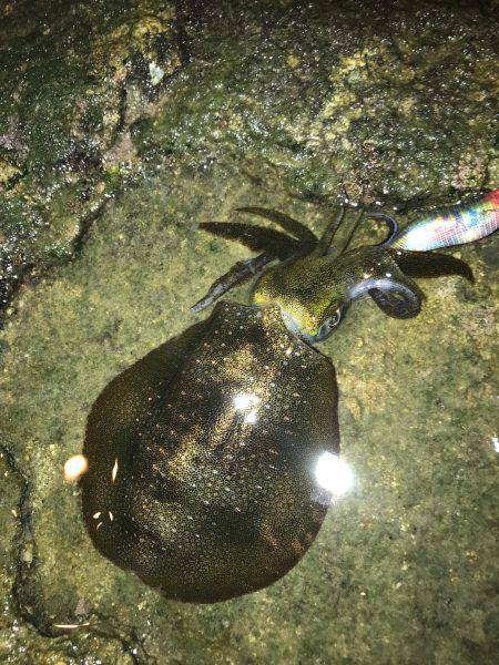 アオリイカ 新子