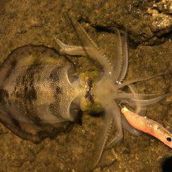 仕事帰りにエギング