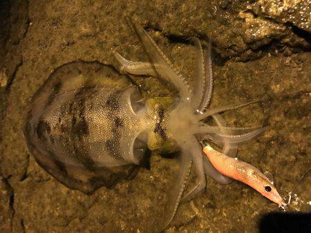 仕事帰りにエギング