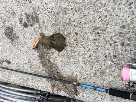 雨予報の中アオリイカ