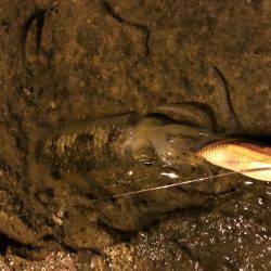 アオリイカ新子