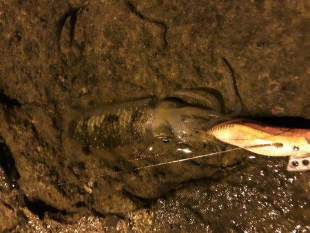 アオリイカ新子