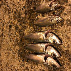 エギングからのエサなしサビキ