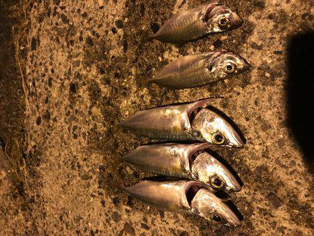 エギングからのエサなしサビキ