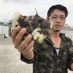 イカからのカワハギ