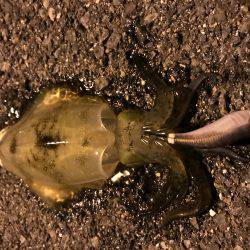 仕事帰りにエギング