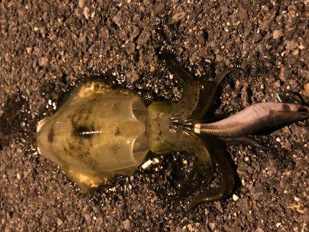 仕事帰りにエギング